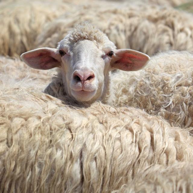 eDNA monitoring; 'telehealth' for animals; and using animals as early warning system for disasters - podcast episode cover