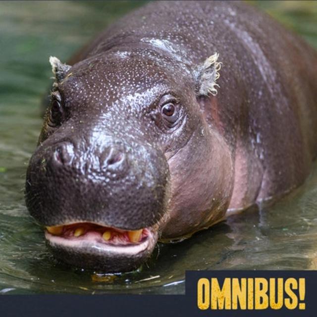 Billy the Pygmy Hippo (Entry 122.JB4024) - podcast episode cover
