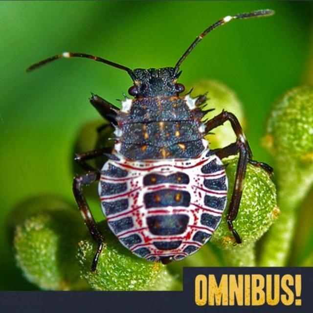 Marmorated Stink Bugs (Entry 761.LV1120) - podcast episode cover