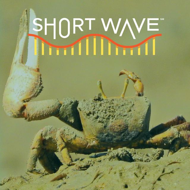 Good Vibrations: How Fiddler Crabs Mate - podcast episode cover