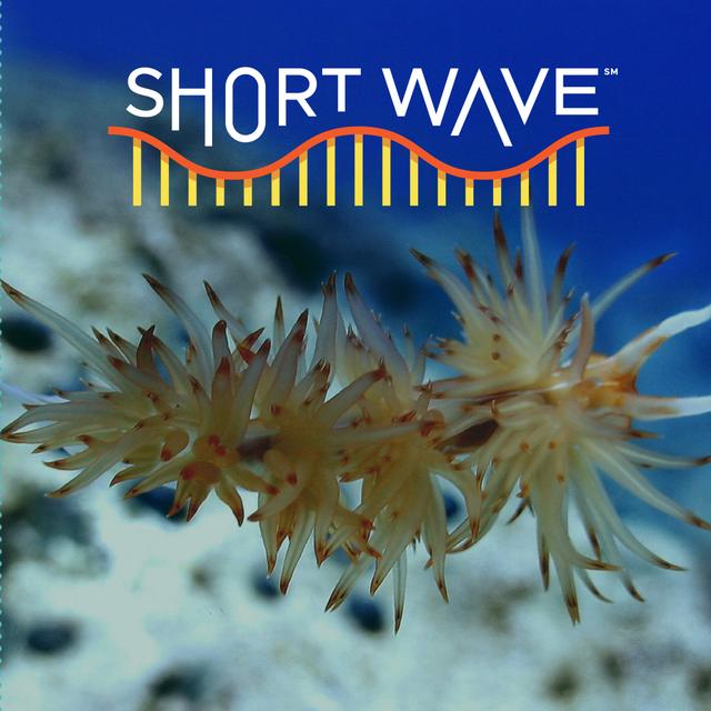 Harnessing Spineless Sea Creatures' Superpowers - podcast episode cover