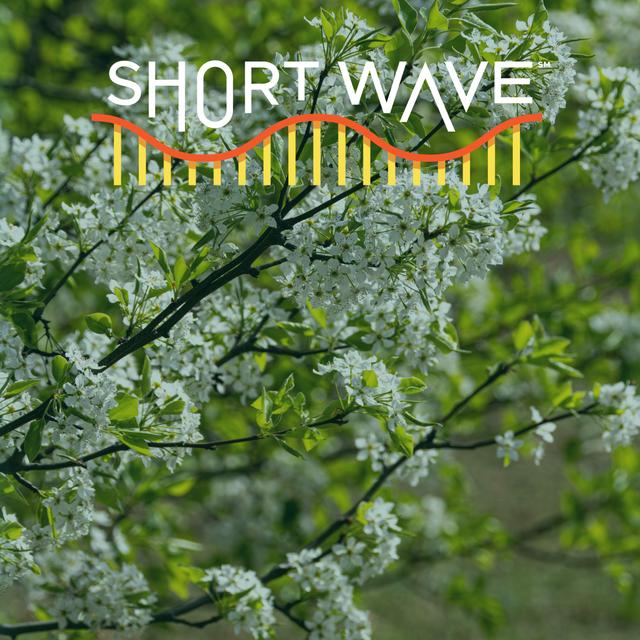 Nature Quest: Are Flowers Blooming Early? - podcast episode cover