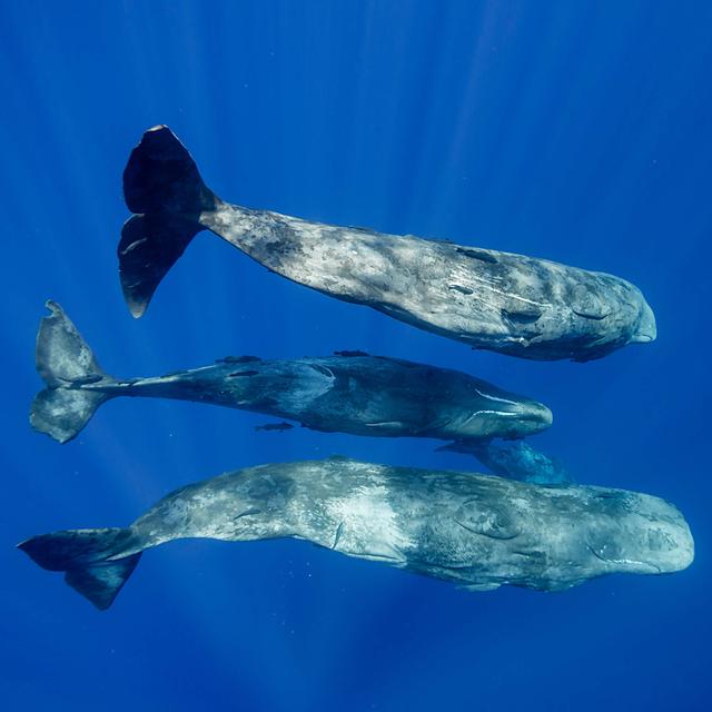 What Are Sperm Whales Saying? Researchers Find A Complex 'Alphabet' - podcast episode cover